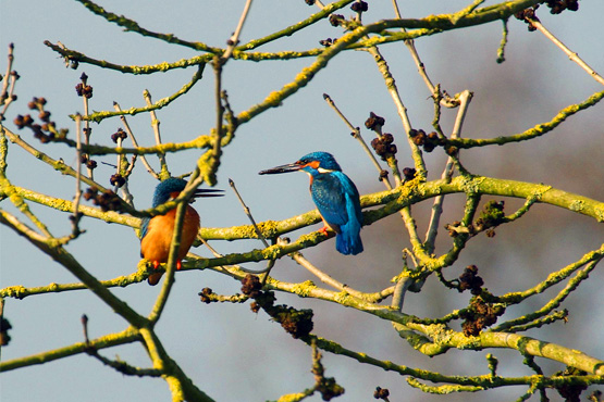Eisvögel in der Steveraue (Foto: Karl-Heinz Jockenhövel)