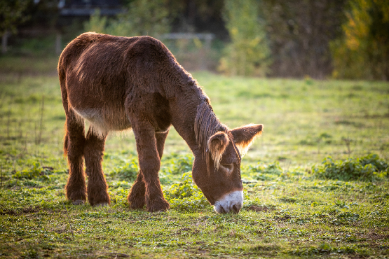 Poitou-Esel in der Stever Olfen (Foto: Petra Brink)