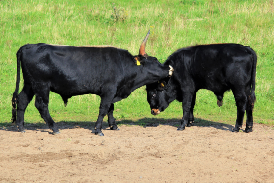 Heckrinder in der Steveraue Olfen (Foto: Ernst Braun)